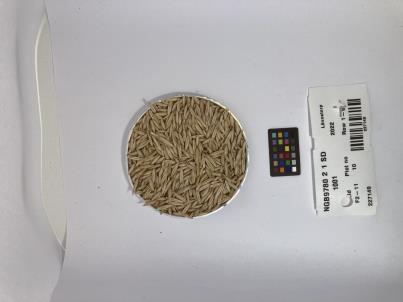 Click for 1 image(s) for this accession. SEED